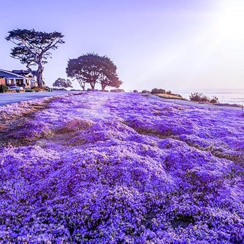Más de 19500 semillas de hierbas de tomillo rastrero para plantar al aire libre, sin OMG, Thymus Serpyllum Magic Carpet Plant en tu hogar, jardín, patio trasero