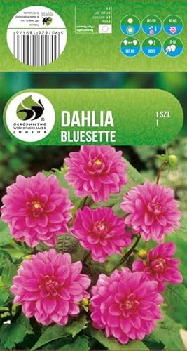 AGRONOM | DAHLIEN - BLUESETTE | Mehrjährige Blumenzwiebeln | Rosa Blumen | Werden in Blumengärten, Töpfen angebaut, in blühenden Rasenflächen | 1 Blumenzwiebel