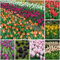 Bulbi Tulipani Da Fiore Perenni Resistenti All'Inverno Bulbi Ornamentali Decorazione Giardino Per Balcone Esterno Decorazione Floreale Piante In Vaso Resistenti 15 Bulbi Di Tulipano Multicolore