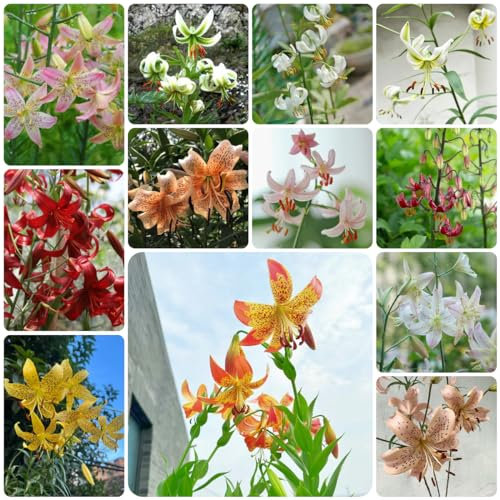 8 piezas Comprar bulbos de lirio - Lilium brownii - decoración de flores, plantas de jardín de rocas resistentes lirios gigantes lirios arbóreos tubérculos resistentes plantas en macetas