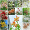 8 piezas Comprar bulbos de lirio - Lilium brownii - decoración de flores, plantas de jardín de rocas resistentes lirios gigantes lirios arbóreos tubérculos resistentes plantas en macetas