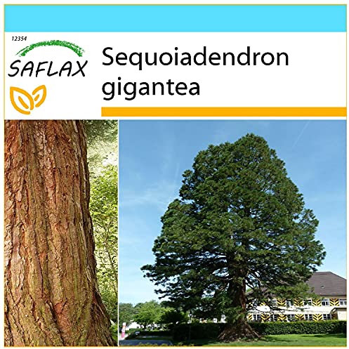 SAFLAX - Confezione regalo - Sequoia gigante - 50 semi - Sequoiadendron gigantea