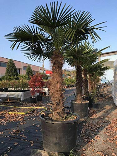 Bellissime palme da giardino, piscine, balconi Palma Trachycarpus fortunei in vaso ø55 H tronco 130 cm FOTO REALE Vivaio di Castelletto