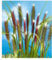 BALDUR Garten Lampenputzergras Red Head, 1 Pflanze, robuste winterharte Staude, mehrjährig, pflegeleicht, Wasserbedarf gering, blühend, Pennisetum alopecuroides