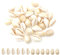 Muschel Perlen,70 Stück Natürlichen Muschel Perlen zum Auffädeln Basteln Muscheln mit Loch, Spiralschale Perlen Anhänger Strand Muscheln Kauri für DIY Dekoration Schmuck Machen 11-18mm