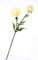 artplants.de Künstliche Chrysantheme, 2 Blüten, Creme - weiß, 70cm, Ø 8-10cm - Chrysantheme künstlich - Kunstblume