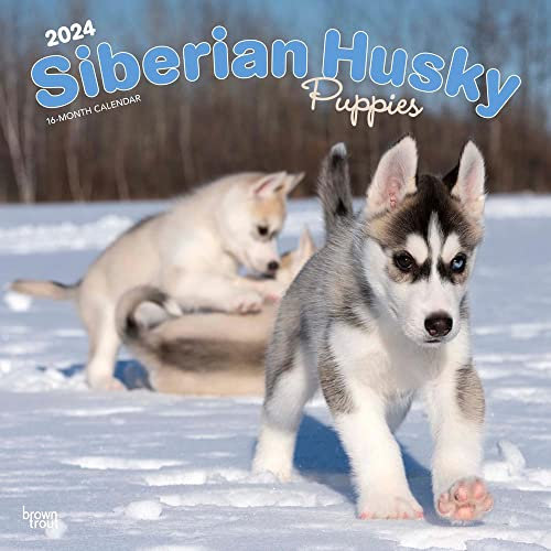 Siberian Husky Puppies | 2024 12 x 24 Inch Monthly Square Wall Calendar | BrownTrout | Animal Dog Breeds