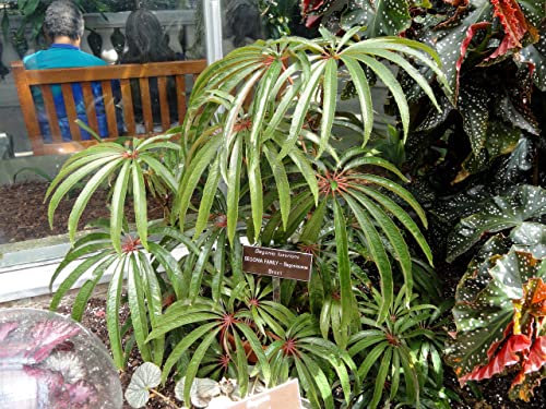 Begonia luxurians | Tropical Begonia | Plug Plant