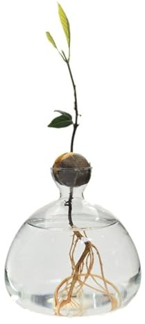 Avocado Starter Vase Klarglas Anzucht Hydrokultur Blumenvase Behälter Zuhause und Büro Desktop Dekor