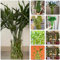 semillas de bambú de la suerte palma montaña palma yuca bonsái olivo real Planta caladio, planta araña plantas exterior árbol del dinero pata elefante calathea areca bambú bambú 40pcs