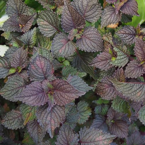 Shiso (紫蘇) Perilla Roja (Perilla frutescens) 1000 Semillas, fácil de cultivar, (Og) Orgánico