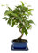 I Giardini di Giulia | Bonsai Melo 8 Anni in Vaso di Ceramica con Sottovaso | Pianta Vera Fruttifera da Interno ed Esterno | Fioritura Primaverile e Piccoli Frutti Decorativi | Facile da Curare