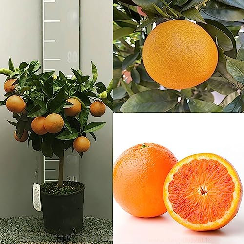 SAVINI VIVAI Pianta di Arancio Albero di Agrumi Arancio Tarocco Gallo in Vaso da 20 cm Altezza 70 cm 2-3 Anni di innesto Made Italy