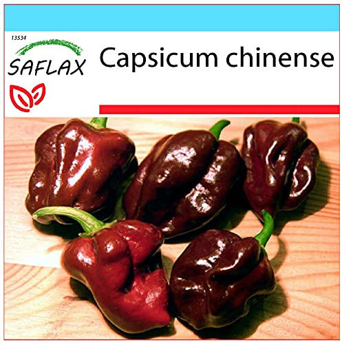 SAFLAX - Confezione regalo - Peperoncino Habanero Chocolate - 10 semi - Capsicum chinense