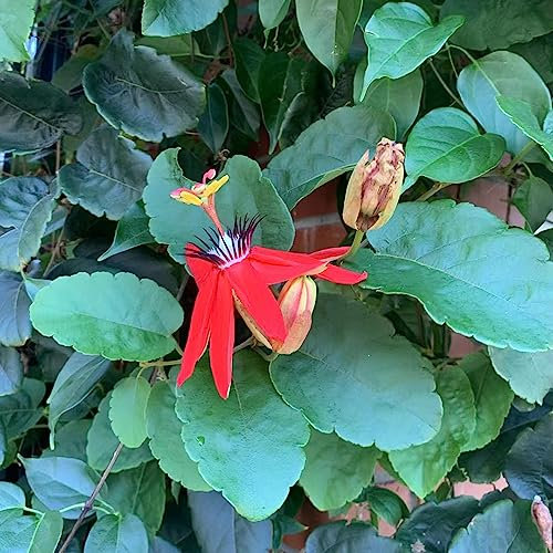 200 pcs Passionsblume Samen Garten Blumen Winterhart, Kletterpflanzen Winterhart Passiflora caerulea Topfpflanzen Echt, Outdoor Pflanzen Balkonblumen, Pflanzen Winterhart Draußen Blumensaat,