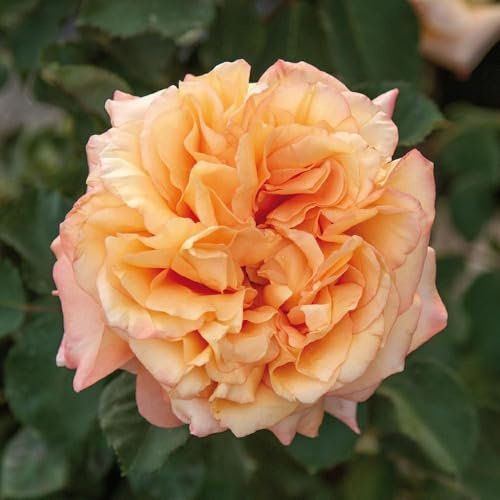 Vivaio Garden Forest Rosa Divina Commedia® Barni a Cespuglio | Rifiorente, Grandi Fiori Profumati, Pianta Ornamentale da Giardino