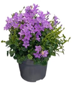 Planta de Campanula Común Arbusto Floral Resistente Natural y de Larga Vida