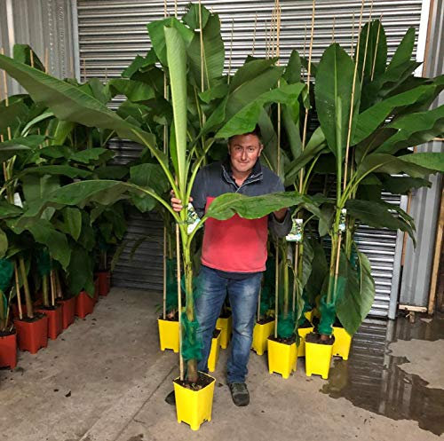 Direct Plants Large Musa Basjoo Fully Hardy Banana Fruit Tree 40-60cm Tall in a 3 Litre Pot