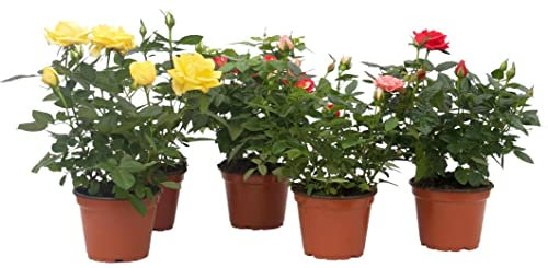 DECOALIVE | Rosal Mini | Pack 5 Flores | Plantas Naturales con Flores de Colores