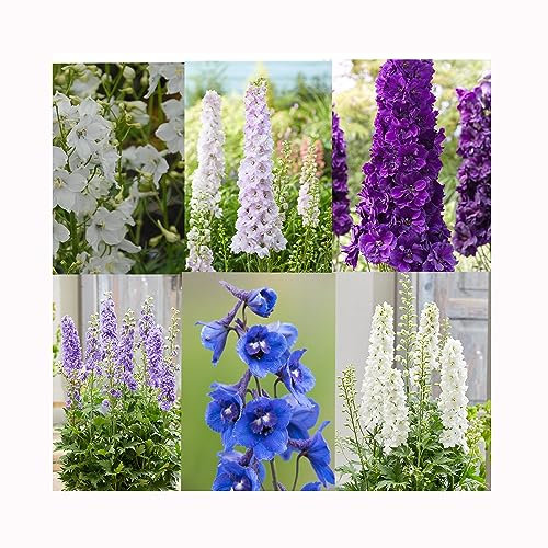 6 Delphinium Collection 6 x -9cm Established Plants - Perennial Larkspurs, Fantastic, Stunning, Divine Delphiniums. All pots Labelled
