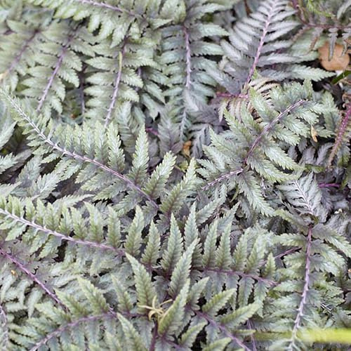 YouGarden Athyrium otophorum 'Okanum' | Deciduous Hardy Fern | 9cm Pot | Great for Shade Gardens | Striking Foliage | Easy to Grow