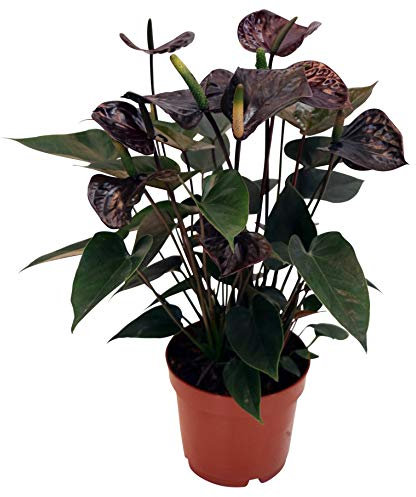 Flamingoblume, (Anthurium), pflegeleichte Zimmerpflanze, im 12cm Topf, (Schwarz, Sorte: Black Love)