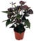 Flamingoblume, (Anthurium), pflegeleichte Zimmerpflanze, im 12cm Topf, (Schwarz, Sorte: Black Love)