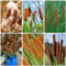 teichpflanzen zwergrohrkolben samen, typha orientalis, bonsai samen, teichpflanzen rohrkolben samen pflanzen deko winterharte pflanzen für den garten winterharte pflanzen für garten 60pcs
