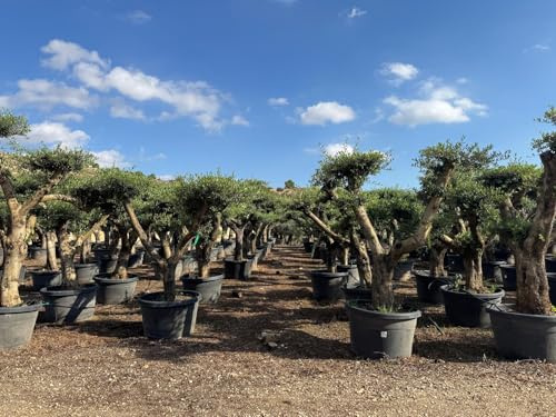 Sunny Tree - Olivenbaum Pompon – 50 Jahre alt, 230 cm hoch, Stammumfang 50 cm, 170L, Premium Qualität, winterhart“