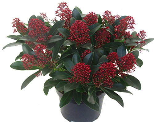 Skimmia japonica Rubella - japanische Blütenskimmie - winterharter, wintergrüner, blühender Strauch 17 cm Topf als Kübelpflanze - für Balkon, Terrasse, Garten, klein bleibend