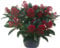 Skimmia japonica Rubella - japanische Blütenskimmie - winterharter, wintergrüner, blühender Strauch 17 cm Topf als Kübelpflanze - für Balkon, Terrasse, Garten, klein bleibend
