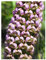 Corycium carnosum - Eisenhut Orchideen - 20 Samen