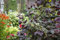 Corylus maxima 'Red Majestic' 40-60 cm - Rote Korkenzieherhasel, auffälliges rotes Laub, ideal für Einzelstellung, winterhart, pflegeleicht