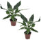 Plant in a Box - Spathiphyllum 'Diamant' - Set de 2 - lys de la paix - Plante d'intérieur purifiant l'air - Belle variation blanche dans les feuilles - Pot 12cm - Hauteur 40-50cm