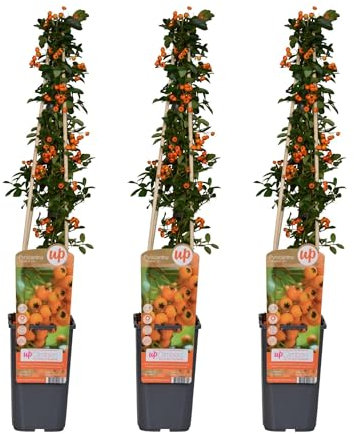 Feuerdorn Pyracantha 'Soleil d'Or' – 3 Pflanzen – Ø15cm – 65cm Höhe – Immergrüner, stacheliger Strauch – Vogelparadies und Sichtschutz