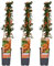 Feuerdorn - Pyracantha 'Soleil d'Or' - ↨65cm - Ø15cm - 3 Stück