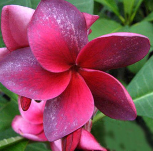 20 semi freschi Plumeria Agave Rare reale Viola-lusize