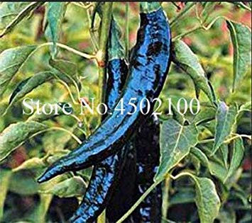 vegherb Neue 200 PC Gewürze Spicy Chili-Peperoni-Bonsai, Misch Exotische Topf Bonsai Garden Supplies Interesse Happy Farm Easy to Schwarz wachsen (Seeds Only)