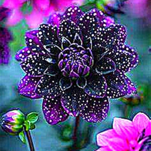 Dahlien Knollen zwiebeln,blumenzwiebeln mehrjährig winterhart,Ausgezeichnete Verzierung,Dekorative blumen,dahlien zwiebeln winterhart mix.-2 zwiebeln-E