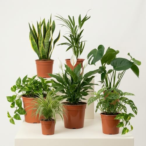 “EasyCare” Pflanzenset | 7er-Set | Monstera, Sansevieria, Efeutute, Grünlilie, Adansonii, Areca, Spathiphyllum | ca. 30-60 cm | Ø 12-15 cm Topf | Pflegeleichte Zimmerpflanzen für Wohnung und Büro