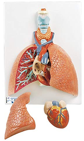 3B Scientific® Lungenmodell mit Kehlkopf – 5-teiliges Humananatomie-Modell mit abnehmbaren Lappen, Waschbares PVC + Smart Anatomy App (5 Jahre Garantie)