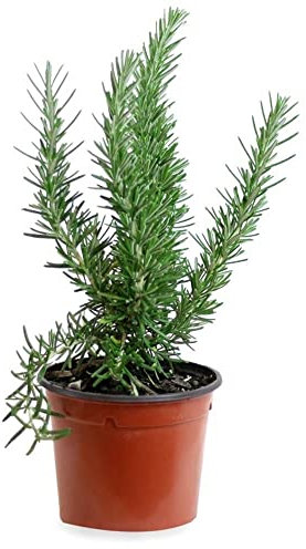 Romero alto (Maceta 13 cm Ø) - Planta viva - Planta aromatica