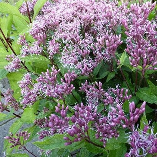 6x Großer Wasserdost 'Purple Blush' - Eupatorium maculatum ‘Purple Bush’ - Topf 9x9cm