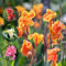 15 pcs canna pflanzen winterhart zwiebeln topfpflanzen draußen winterhart Canna indica - cannas Canna Lily zwiebel pflanztopf pflanze geschenke für ältere menschen kräutergarten blumenzwiebeln