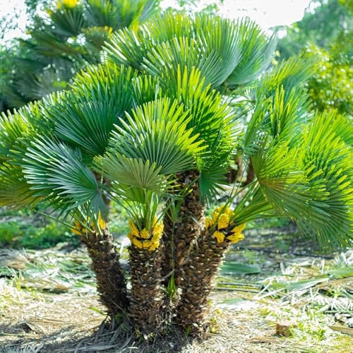YouGarden Hardy Fan Palm Chamaerops humilis, 60-80cm Tall Plant in 20cm Pot, Bushy Palm Trees for Gardens, Perfect for Exotic Style Gardens, Ready to Plant Out