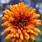 500 pcs chrysanthemen winterhart samen - frühlingsblumen saat chrysantheme,Chrysanthemum morifolium, hochbeete für garten bienenwiese saatgut mehrjährig winterhart bloom winterharte