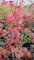 Vaccinium corymbosum 'Hardy blue' / Myrtillier Hardy blue/conteneur de 3 à 4 litres/Fruitier