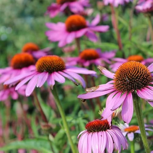 6x Scheinsonnenhut 'Magnus' - Echinacea purpurea ‘Magnus’ - Kleincontainer 9x9cm