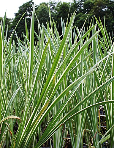 WASSERPFLANZEN WOLFF ~ Acorus calamus 'Variegatus - weißgrüner Kalmus - QUALITÄTSSTAUDEN - 2er Set in 9er Töpfen - winterhart