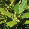 200 pcs lorbeer pflanze samen, exotische pflanzen samen, plants lorbeerbaum - Laurus nobilis - bonsai baum echt, seed hochbeet, balkonpflanzen winterhart pflanzen balkon, steingarten